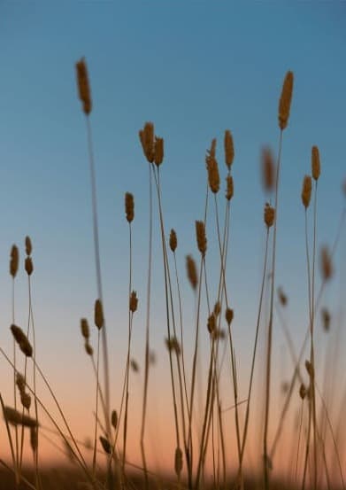 A Close up shoot of a few grass wheats